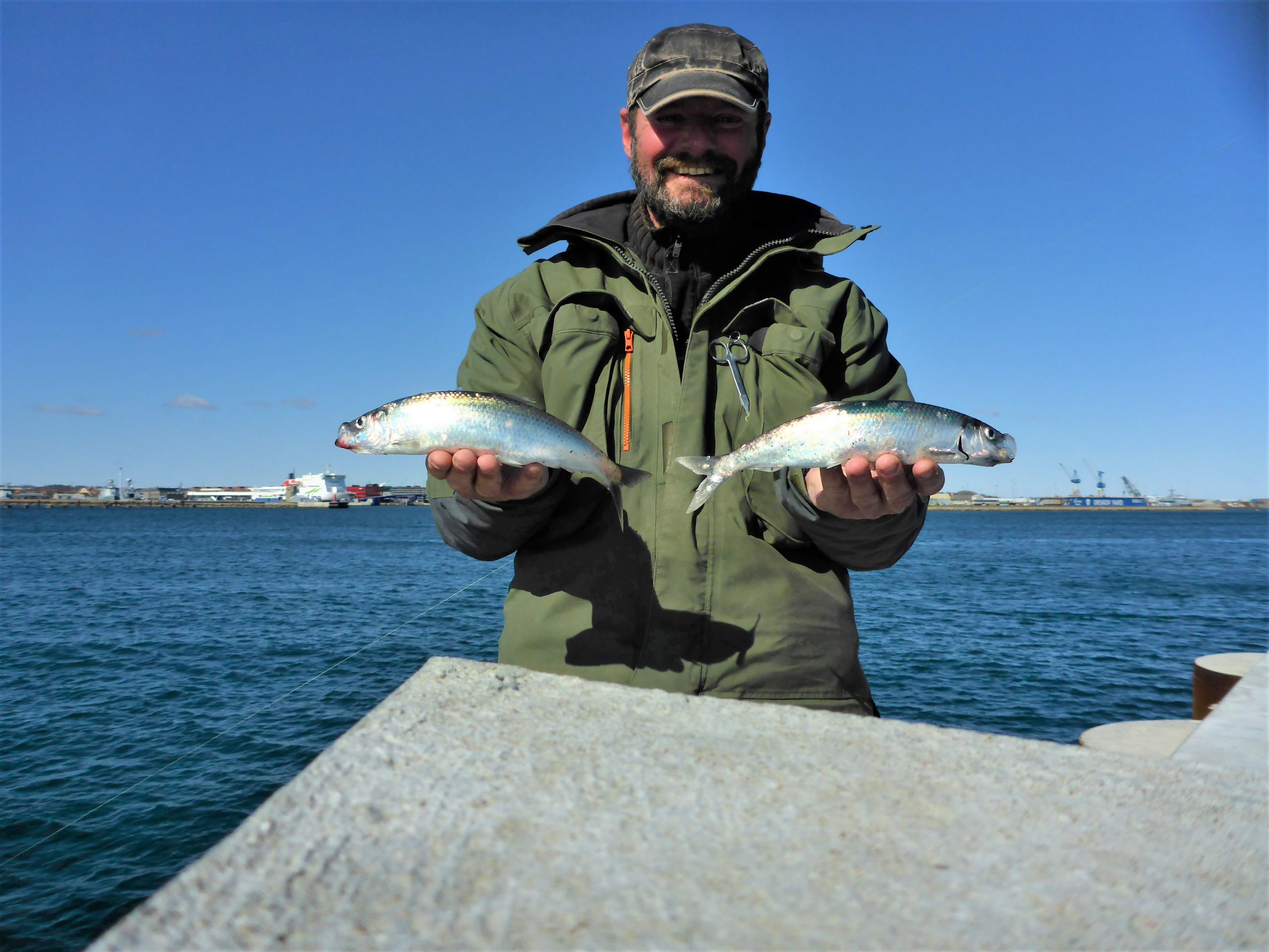 Sildefiskeri - Lystfiskeri i Frederikshavn omegn